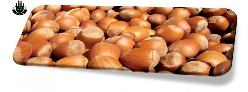 Shelled Hazelnut